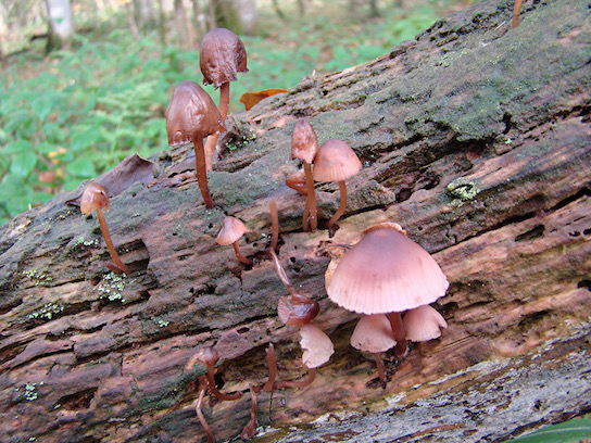 bonnets